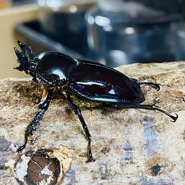 ニジイロクワガタ 紫紺ピカール血統 成虫 ペア ♂55mm ♀39mm