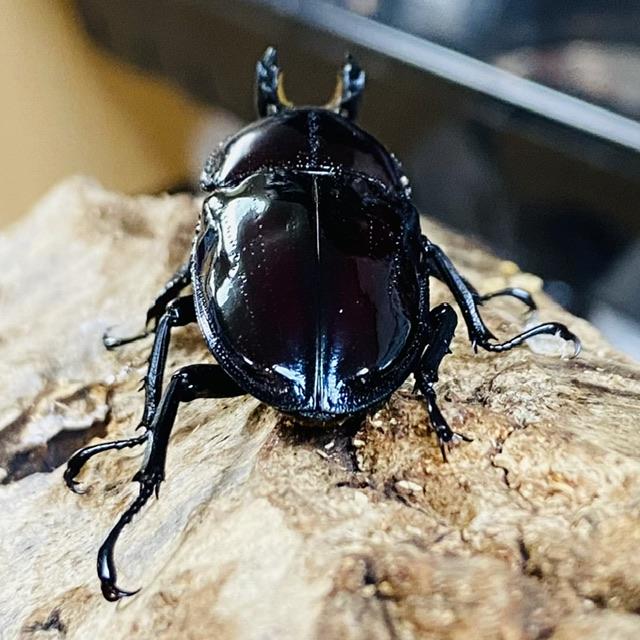 ニジイロクワガタ 紫紺ピカール血統 成虫 ペア ♂55mm ♀39mm