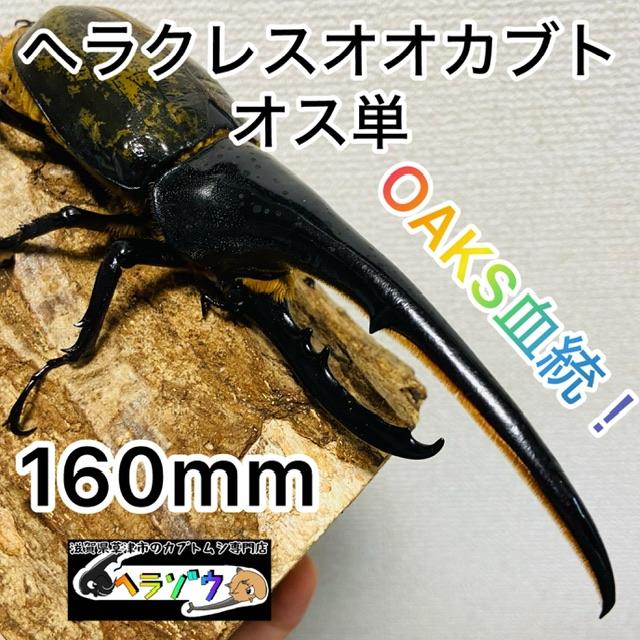 ヘラクレスオオカブト 原名亜種 成虫 ♂160mm DHヘラクレス ヘラヘラ