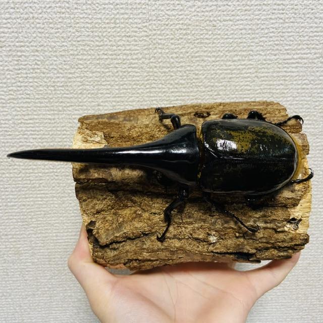 ヘラクレスオオカブト 原名亜種 成虫 ♂160mm DHヘラクレス ヘラヘラ