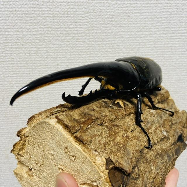 ヘラクレスオオカブト 原名亜種 成虫 ♂160mm DHヘラクレス ヘラヘラ