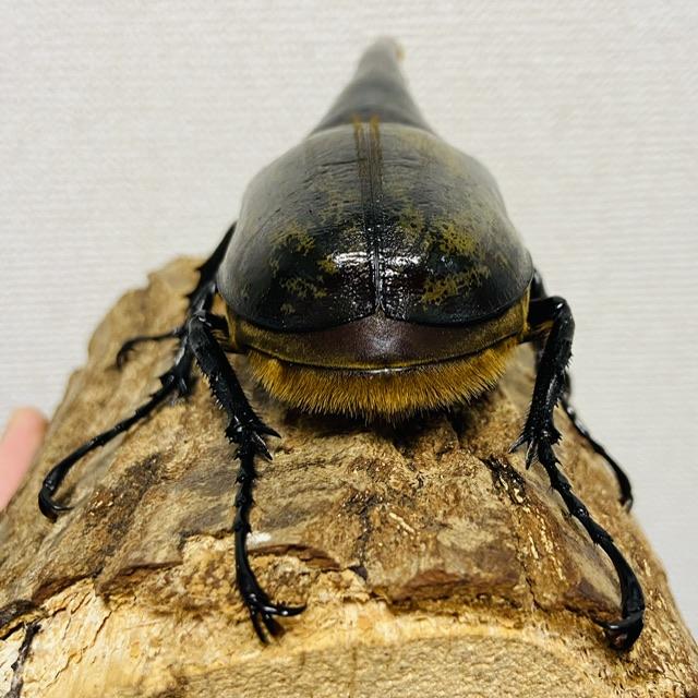 ヘラクレスオオカブト 原名亜種 成虫 ♂160mm DHヘラクレス ヘラヘラ