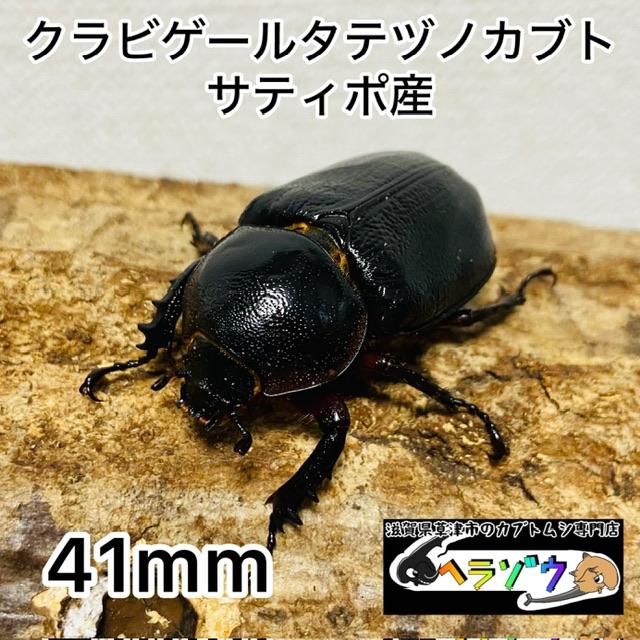 クラビゲールタテヅノカブト 成虫 ♀41mm ゴロファ クラビゲール 