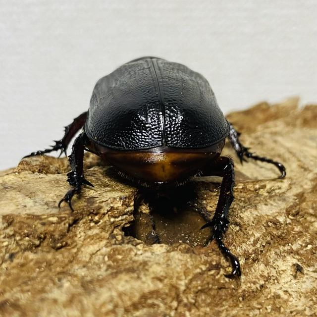 クラビゲールタテヅノカブト 成虫 ♀41mm ゴロファ クラビゲール 
