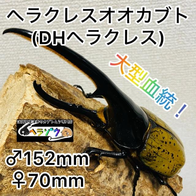 ヘラクレスオオカブトペア ヘラクレスオオカブト ペア