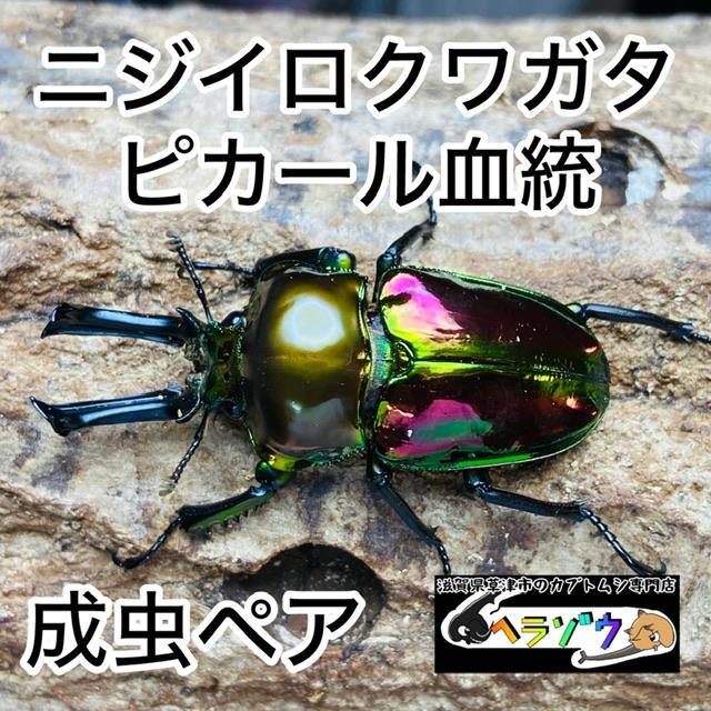 ニジイロクワガタ ピカール血統 成虫 ペア ♂49mm ♀フリー 