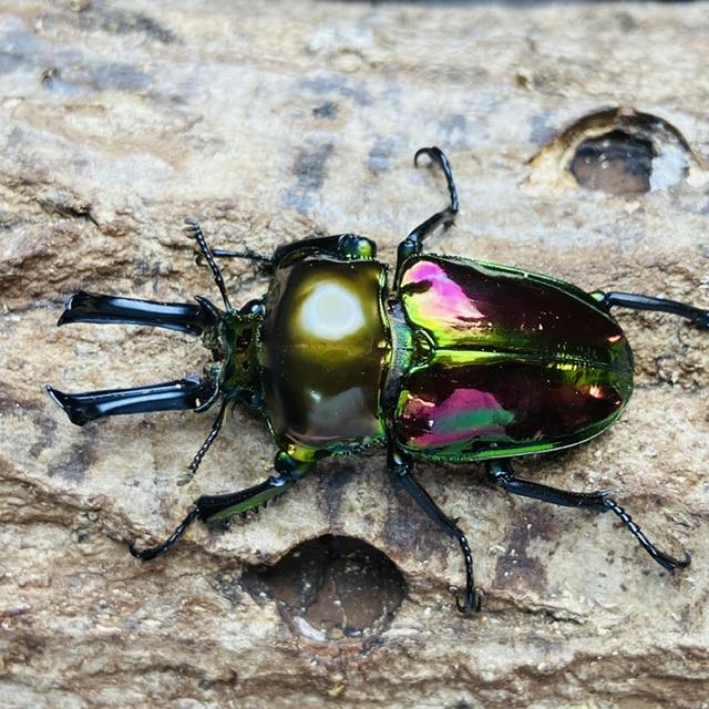 ニジイロクワガタ ピカール血統 成虫 ペア ♂49mm ♀フリー