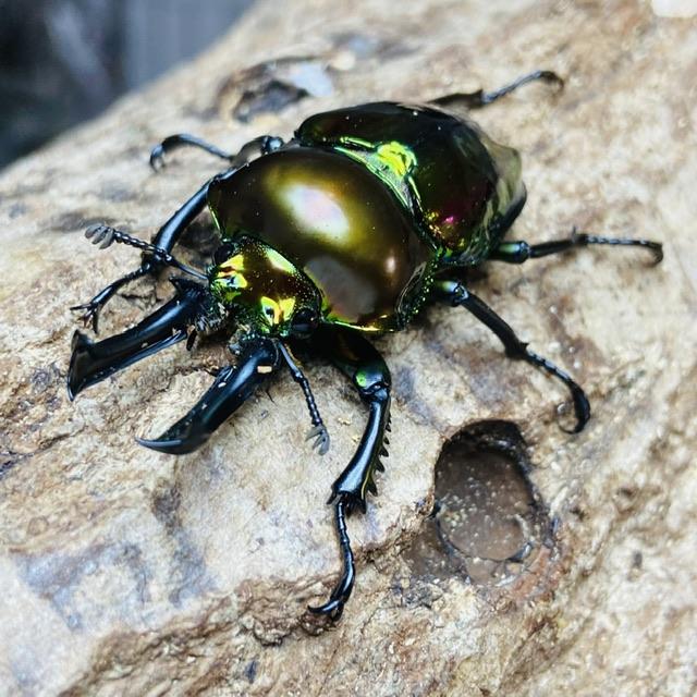 ニジイロクワガタ ピカール血統 成虫 ペア ♂49mm ♀フリー