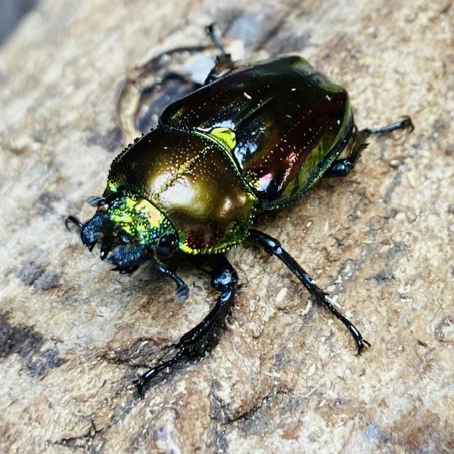 ニジイロクワガタ ピカール血統 成虫 ペア ♂49mm ♀フリー