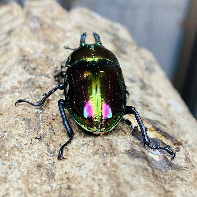 ニジイロクワガタ ピカール血統 成虫 ペア ♂49mm ♀フリー