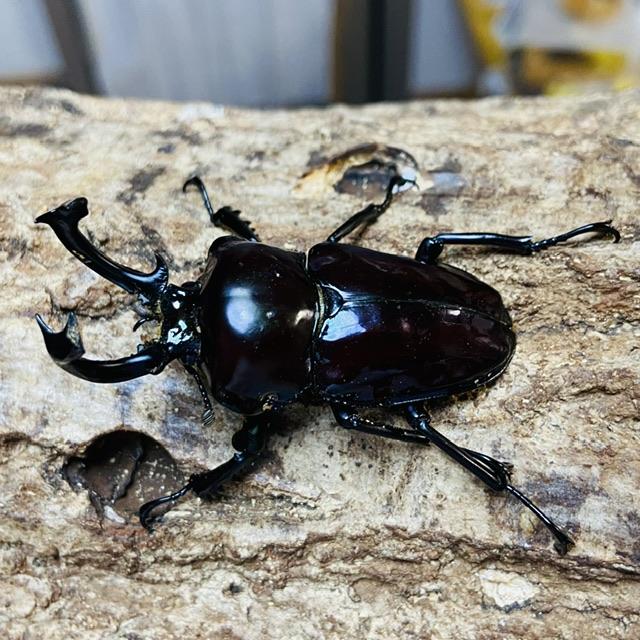 ニジイロクワガタ 紫紺ピカール血統 成虫 ペア ♂53mm ♀フリーサイズ