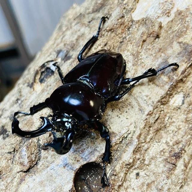 ニジイロクワガタ 紫紺ピカール血統 成虫 ペア ♂53mm ♀フリーサイズ