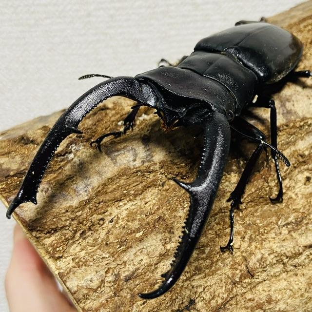 マンディブラリスフタマタクワガタペア マンディブラリスフタマタクワガタ ペア ♂100mm ♀42mm : カブトムシ