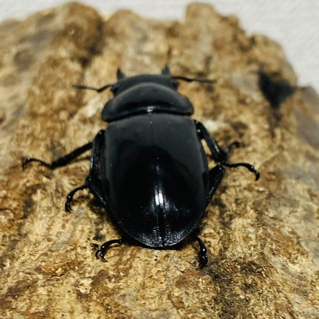 マンディブラリスフタマタクワガタ ペア ♂100mm ♀42mm : カブトムシ