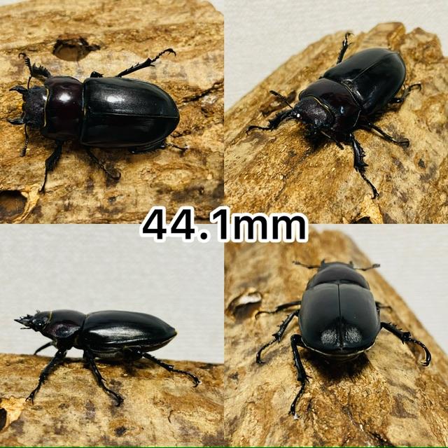 ユダイクスミヤマクワガタ 成虫 メス ♀ 2匹 44mm 42mm ヨーロッパ