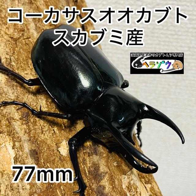 コーカサスオオカブト 成虫 ♂77.4mm ジャワコーカサス : カブトムシ