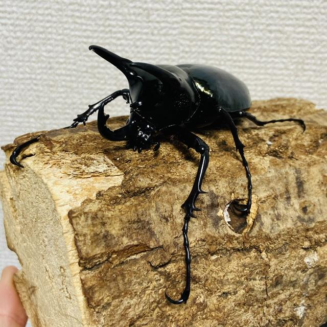 コーカサスオオカブト 成虫 ♂77.4mm ジャワコーカサス : カブトムシ