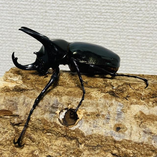 コーカサスオオカブト 成虫 ♂77.4mm ジャワコーカサス : カブトムシ