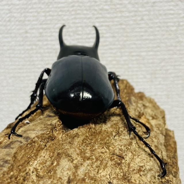 コーカサスオオカブト 成虫 ♂77.4mm ジャワコーカサス : カブトムシ