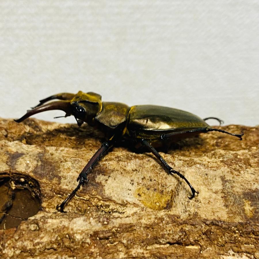 ウェムケンミヤマクワガタ 成虫 ペア 45.7mm : カブトムシ専門店