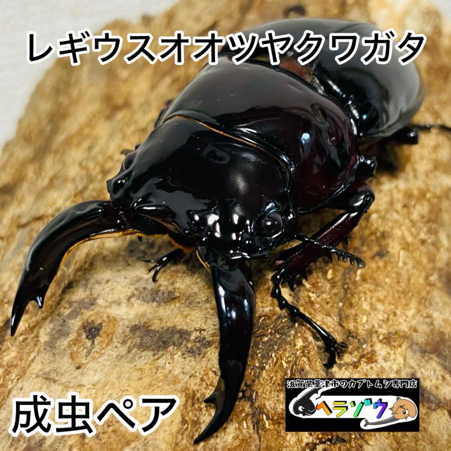 レギウスオオツヤクワガタ　成虫ペア　No.1 レギウスオオツヤクワガタ 成虫ペア ♂74.9mm : カブトムシ専門店