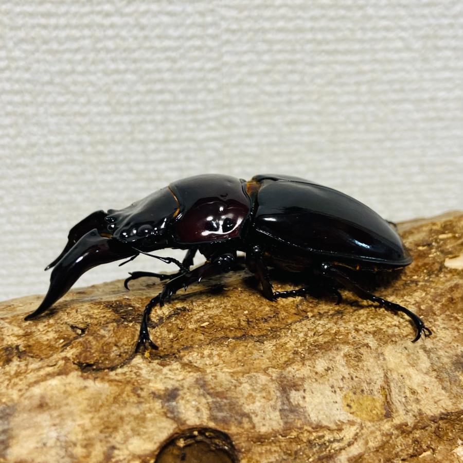 レギウスオオツヤクワガタ　成虫ペア　No.1 レギウスオオツヤクワガタ 成虫ペア ♂74.9mm : カブトムシ専門店