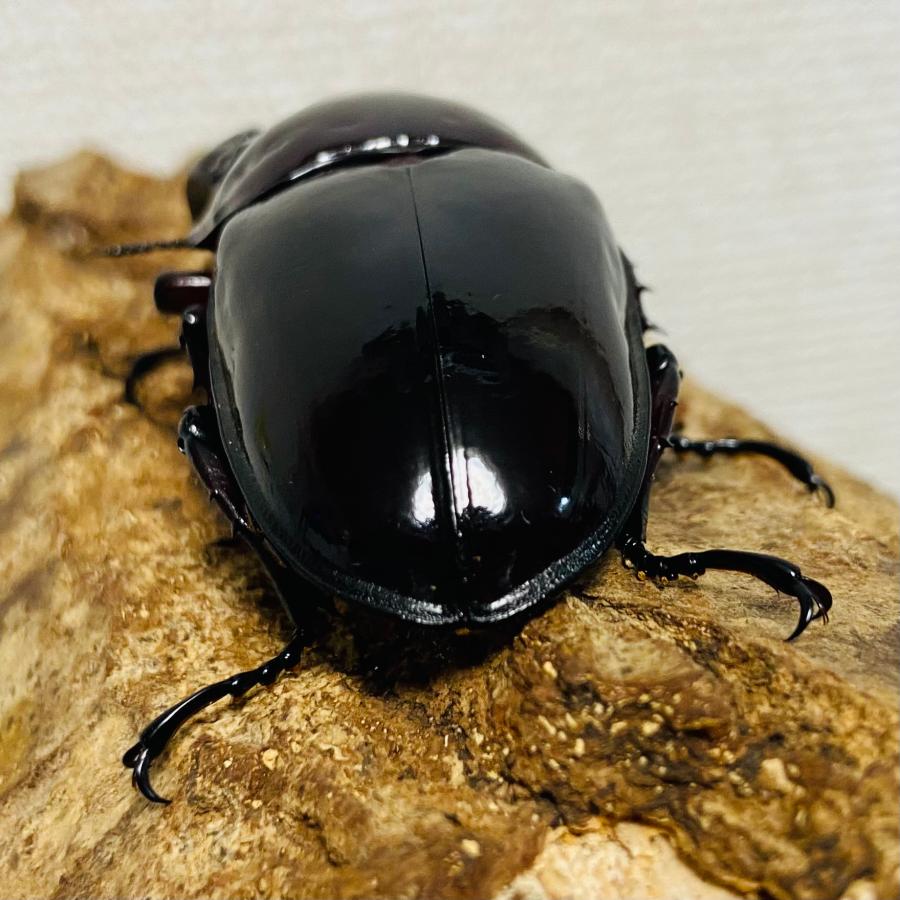 レギウスオオツヤクワガタ　成虫ペア　No.1 レギウスオオツヤクワガタ 成虫ペア ♂74.9mm : カブトムシ専門店