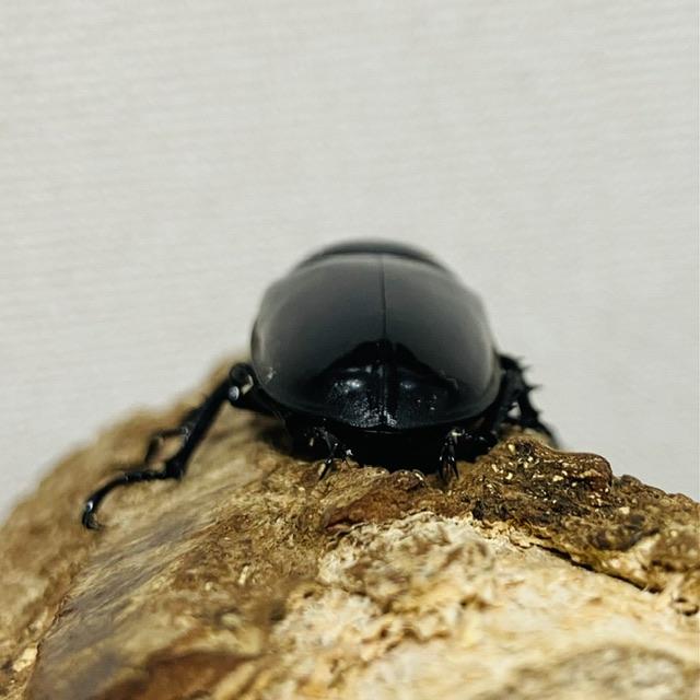 レギウスオオツヤクワガタ 成虫ペア ♂74.9mm : カブトムシ専門店