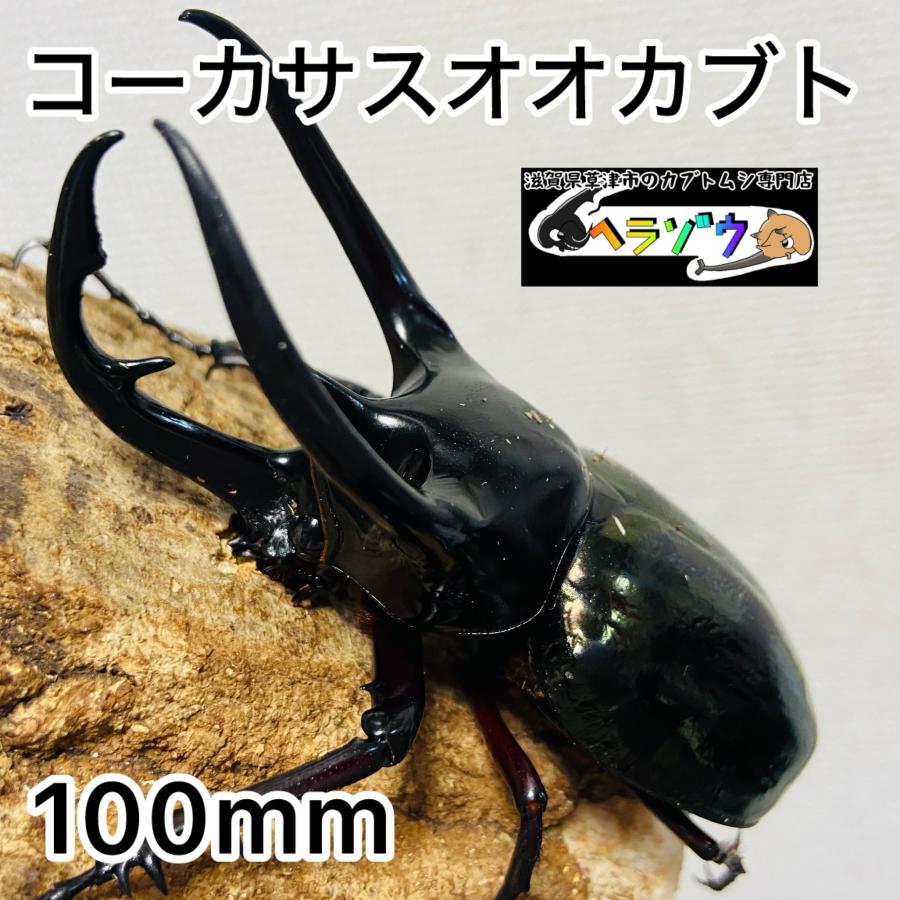 コーカサスオオカブト 成虫 オス ♂ 100.2mm : カブトムシ専門店