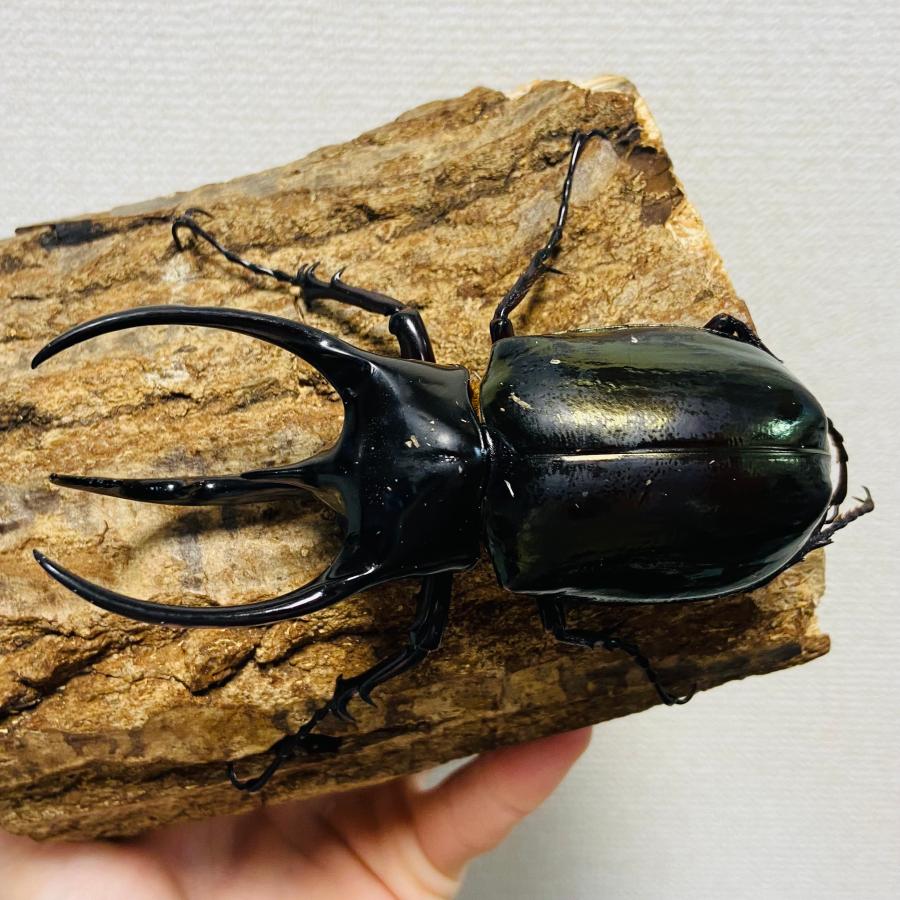 コーカサスオオカブト 成虫 オス ♂ 100.2mm : カブトムシ専門店