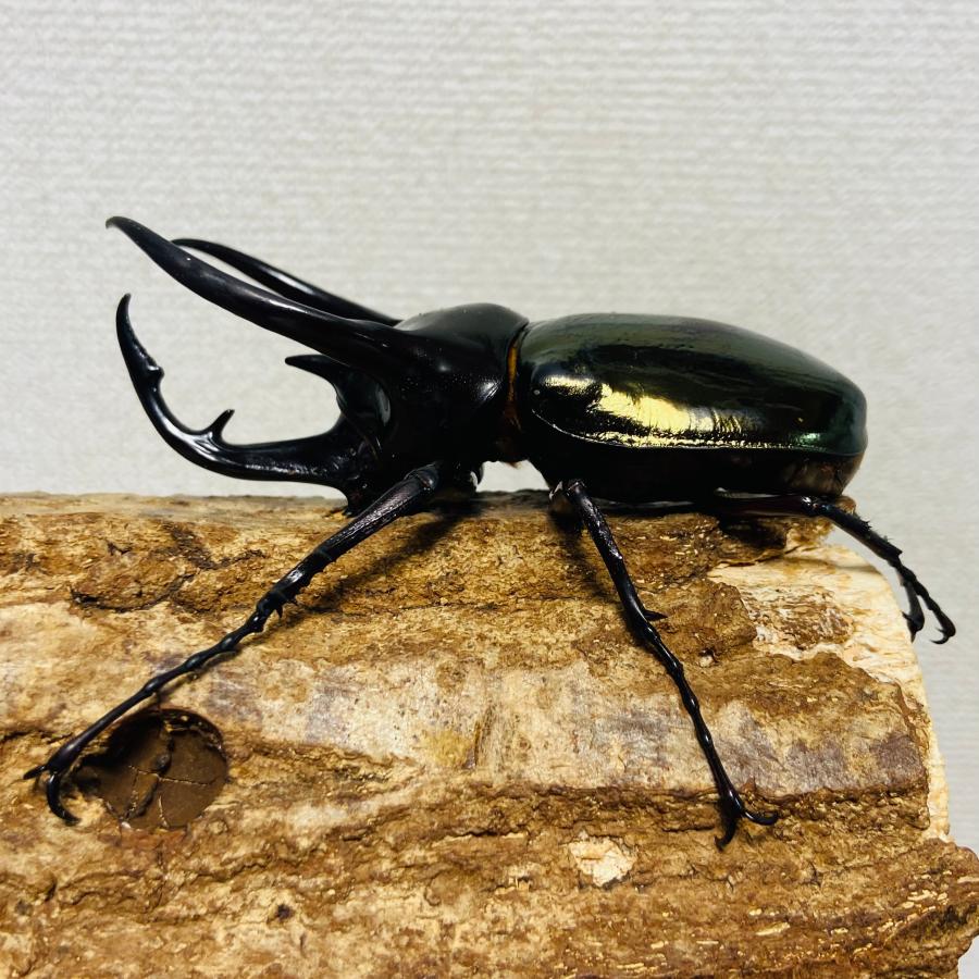 コーカサスオオカブト 成虫 オス ♂ 100.2mm : カブトムシ専門店