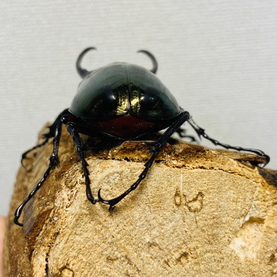 コーカサスオオカブト 成虫 オス ♂ 100.2mm : カブトムシ専門店