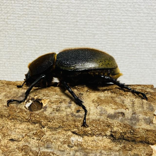 ヘラクレスオオカブト 成虫 メス ♀ 50mmUP DHヘラクレス ヘラヘラ