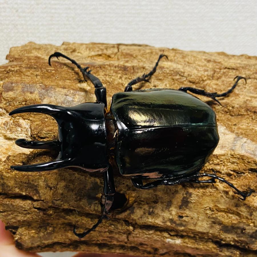 コーカサスオオカブト 成虫 オス ♂ 82.6mm マレーコーカサス