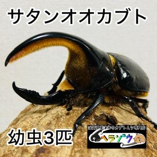✨サタンオオカブト幼虫3頭②✨ サタンオオカブト 3令幼虫 ♂♀ ペア 種親♂105mm RY×YD血統(大型