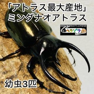 アトラスオオカブト ミンダナオ島産 3令前期幼虫 5匹 アトラスオオカブト 幼虫 3匹 ミンダナオアトラス フィリピンアトラス