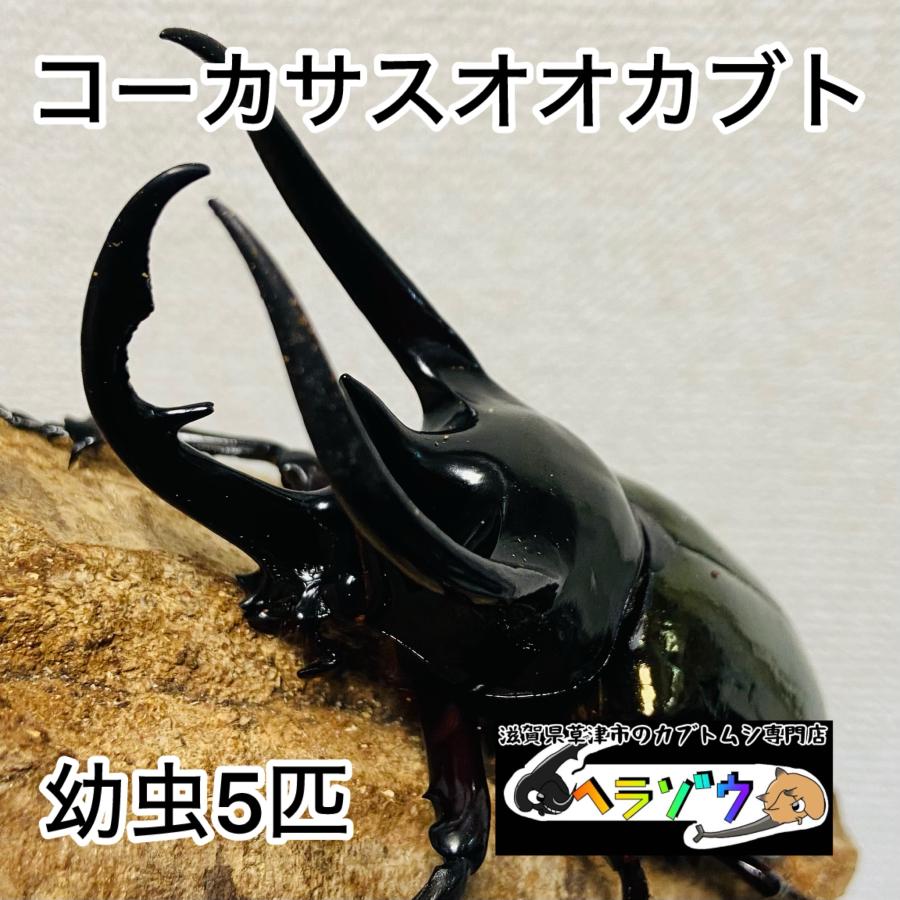コーカサスオオカブト 幼虫 5匹 : カブトムシ専門店ヘラゾウ - 通販