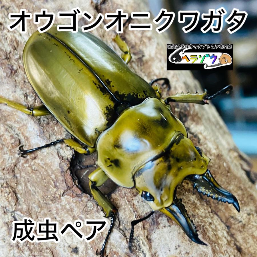 ローゼンベルグオウゴンオニクワガタ 成虫 ペア オス 56.8mm