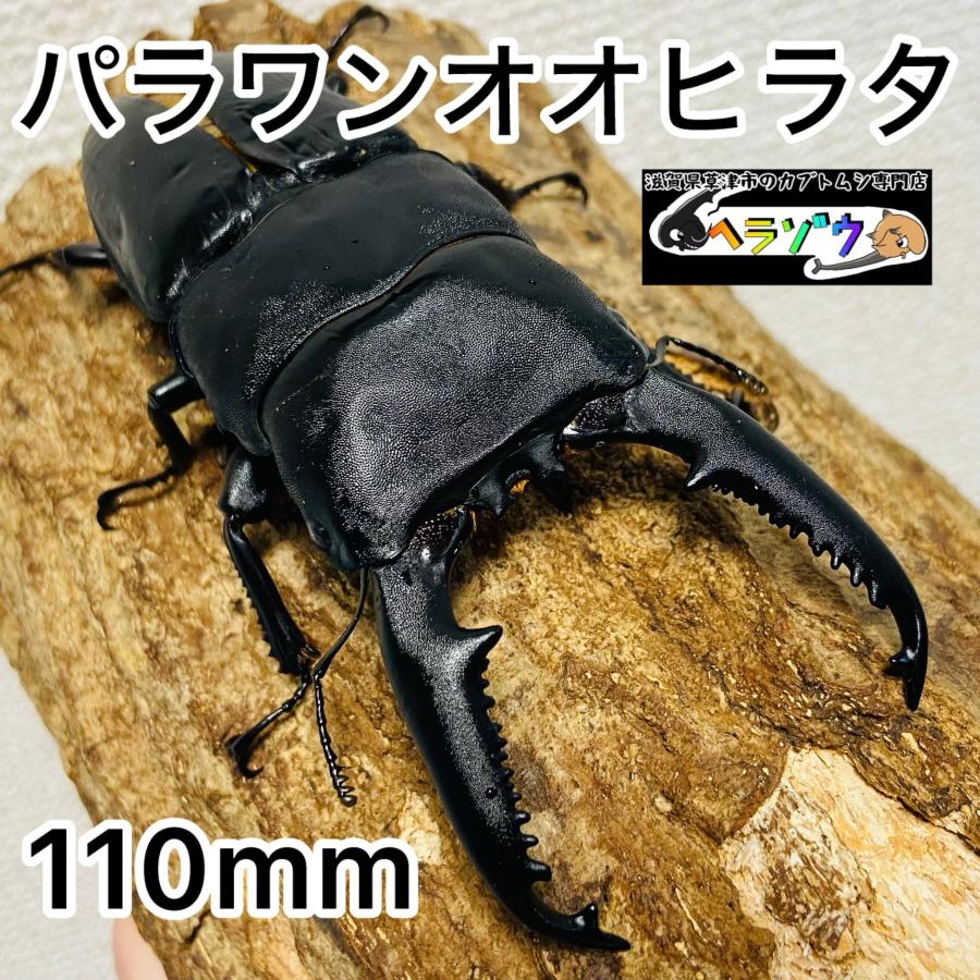パラワンオオヒラタ　オス単品 世界最大のヒラタクワガタ！WDパラワンオオヒラタ/オス80～84mmメス