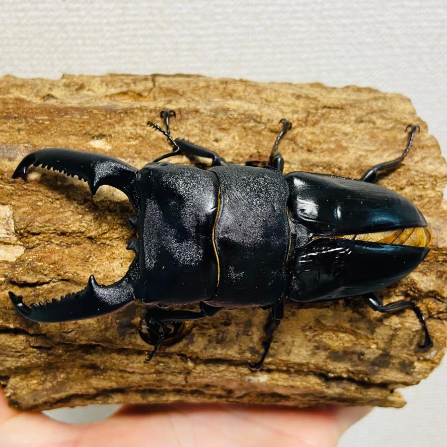 パラワンオオヒラタクワガタ 成虫 オス ♂ 110.5mm : カブトムシ専門店