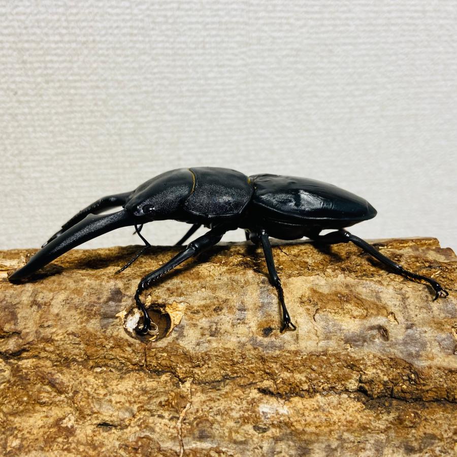 パラワンオオヒラタクワガタ 成虫 オス ♂ 110.5mm : カブトムシ専門店