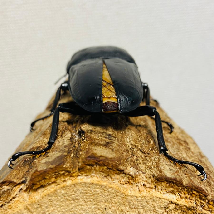 パラワンオオヒラタ　オス単品 パラワンオオヒラタクワガタ 成虫 オス ♂ 110.5mm : カブトムシ専門店