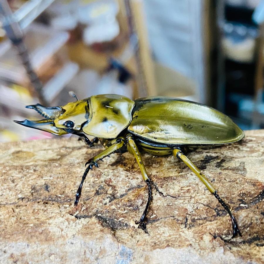 ローゼンベルグオウゴンオニクワガタ 成虫 ペア オス 56.8mm