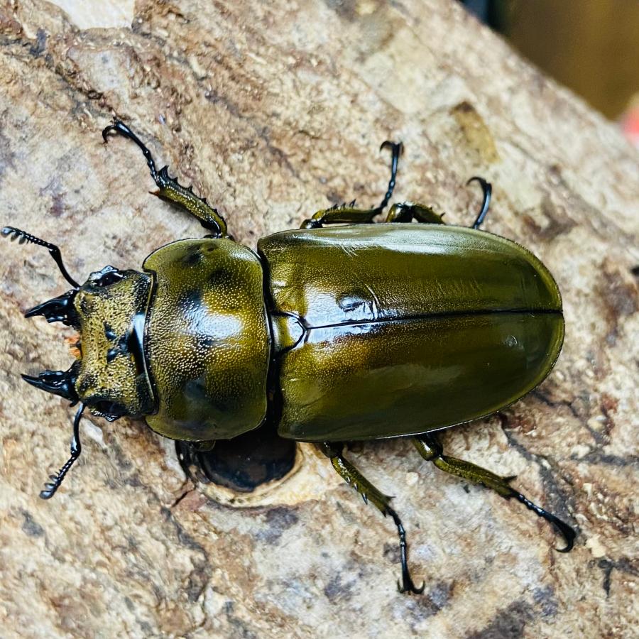 ローゼンベルグオウゴンオニクワガタ 成虫 ペア オス 56.8mm