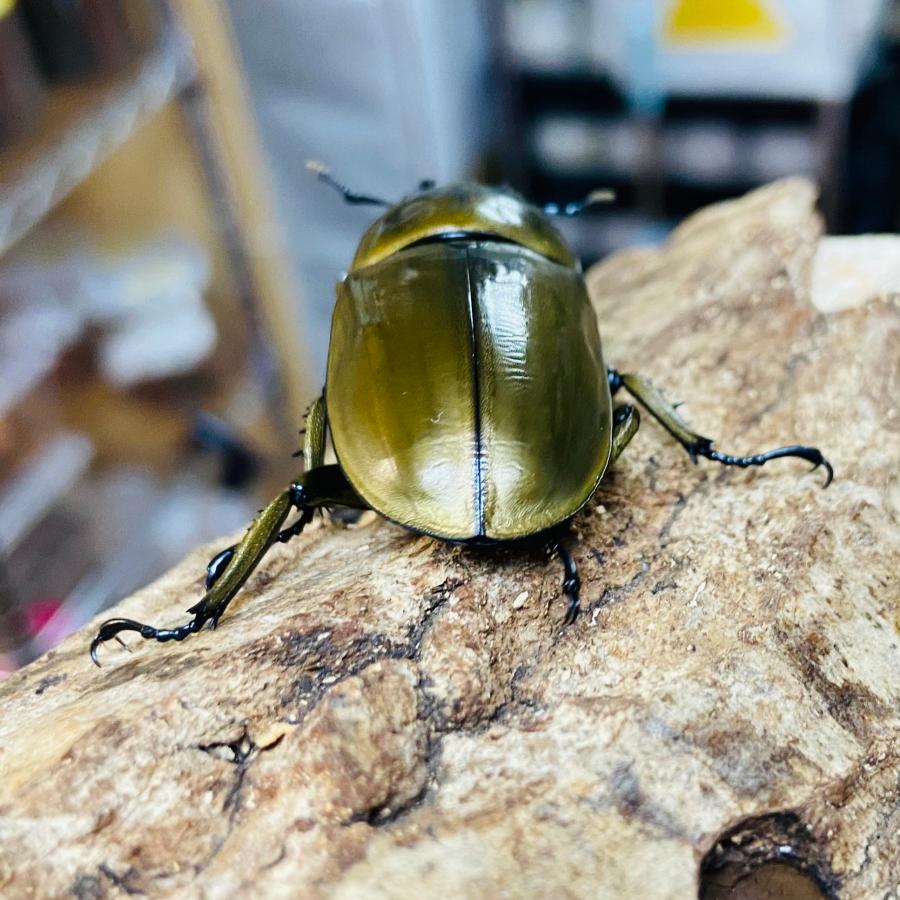 ローゼンベルグオウゴンオニクワガタ 成虫 ペア オス 56.8mm