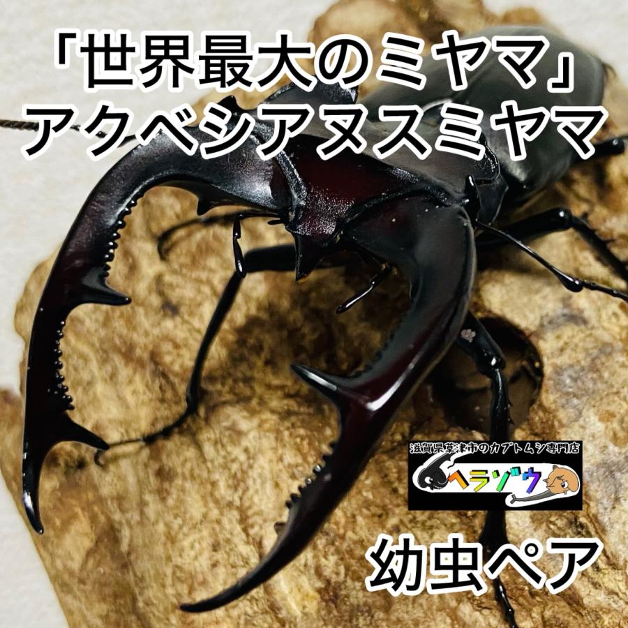 アクベシアヌスミヤマクワガタ 幼虫 ペア ヨーロッパミヤマクワガタ 亜 