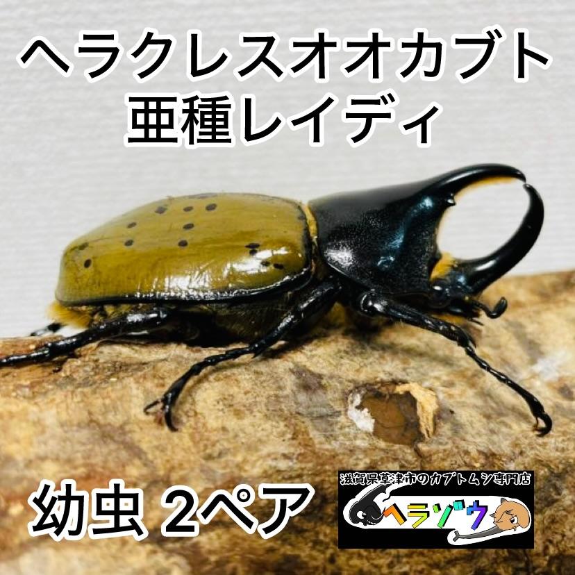 ヘラクレスオオカブト 亜種レイディ (亜種バウドリー) 幼虫 2ペア 