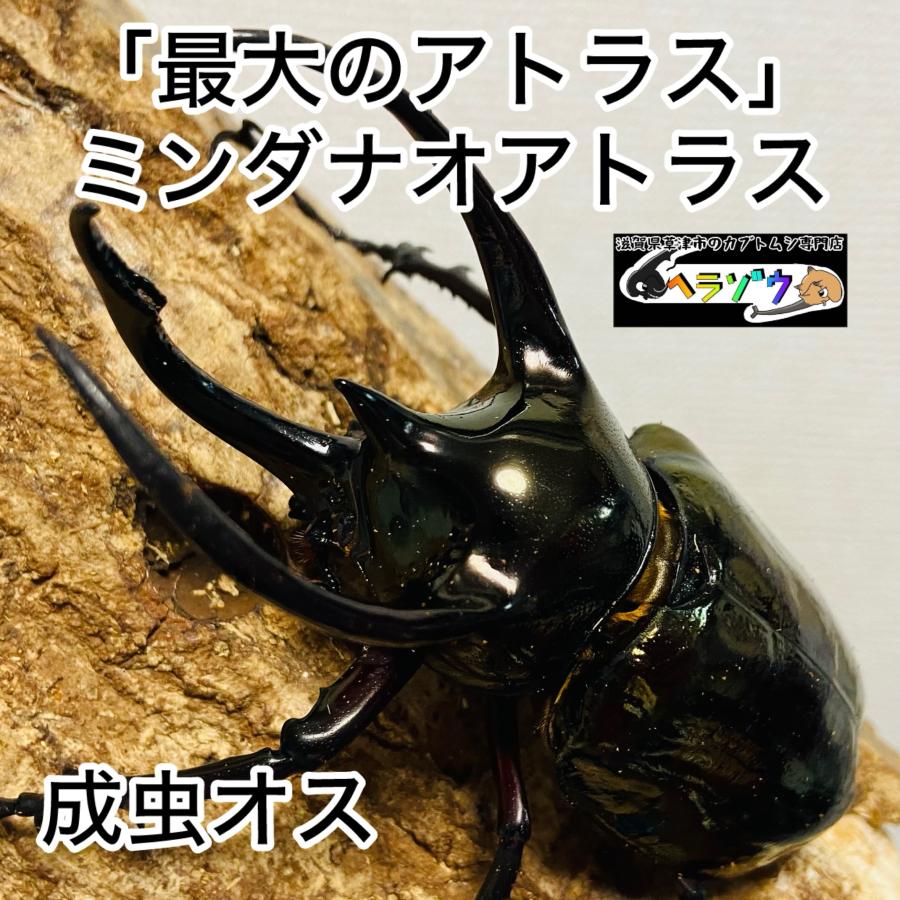 ミンダナオ　アトラスオオカブト　入荷！　 アトラスオオカブト 成虫 オス ♂ 94.4mm ミンダナオアトラス