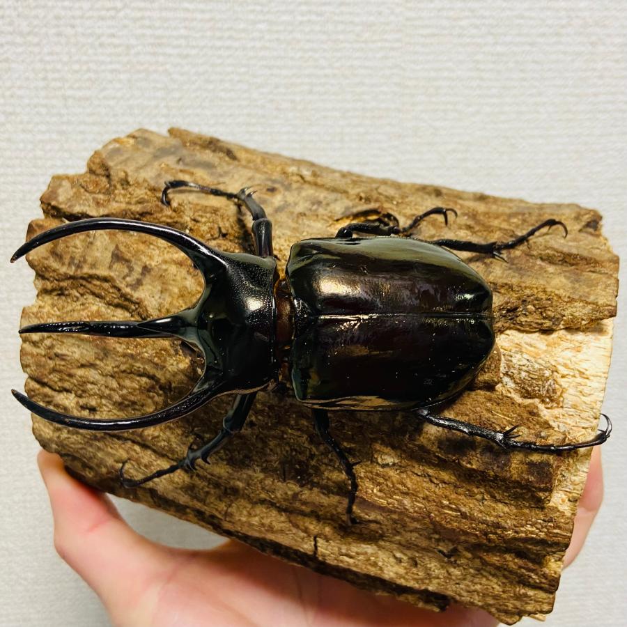アトラスオオカブト 成虫 オス ♂ 94.4mm ミンダナオアトラス