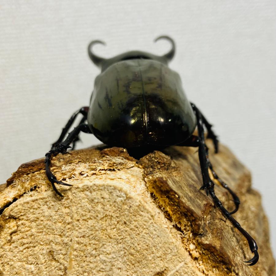 アトラスオオカブト 成虫 オス ♂ 94.4mm ミンダナオアトラス 